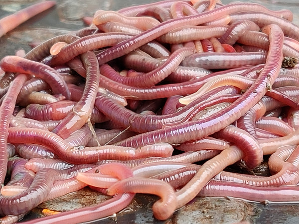Earth Worm Live Eudrilus eugeniae- யூட்ரிலஸ் யூஜீனியா - மண்புழு (Delivery 1-3Days)