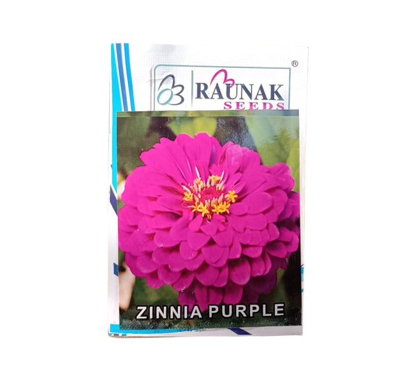 Zinnia purple-சீனியா ஊதா
