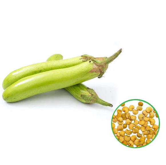 Brinjal Green Long-கத்தரி பச்சை நீளமானது