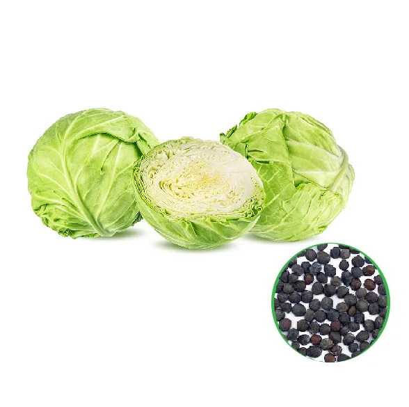 Cabbage- முட்டைக்கோஸ்