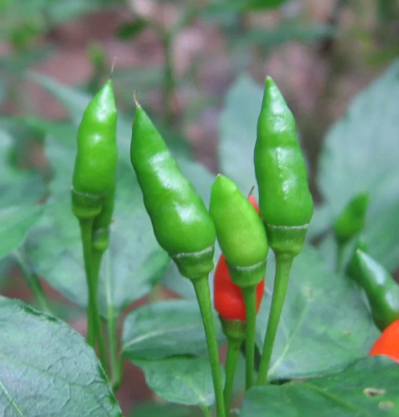 Chilli Bird Eye 1 inch Long காந்தாரி மிளகாய்