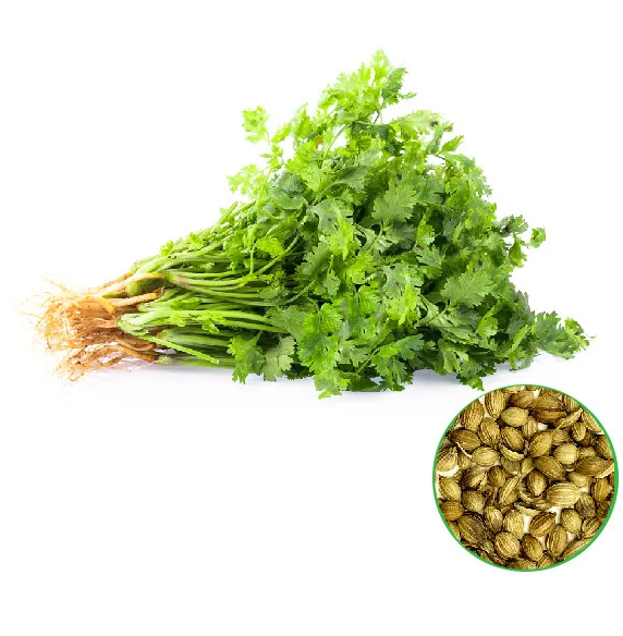 Coriander - கொத்தமல்லி