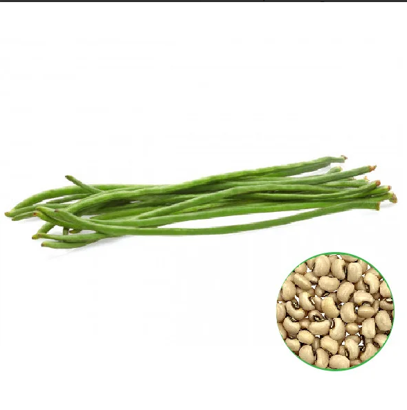 Cowpea Plant Seed-காராமணி