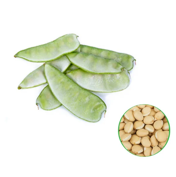 Dolichos Plant Seed -கோலி அவரை