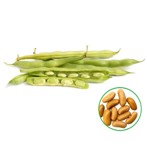 French Beans -பிரஞ்சு பீன்ஸ்