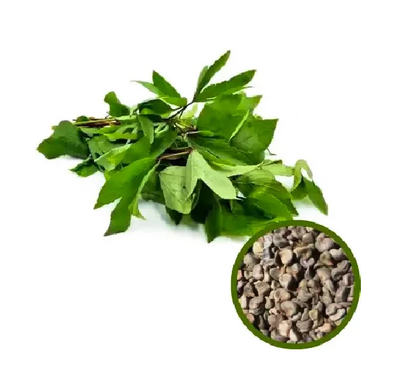 Gongura-Pulicha Keerai-புளிச்ச கீரை