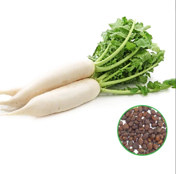 Radish -முள்ளங்கி