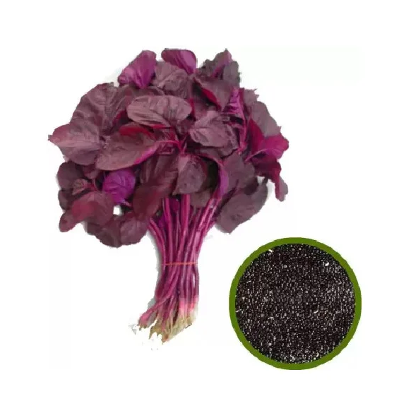 RED SPINACH AMARANTHUS -சிவப்பு தண்டு கீரை
