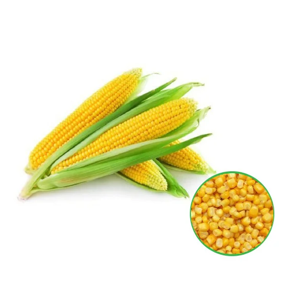 Sweet Corn -இனிப்பு சோளம்