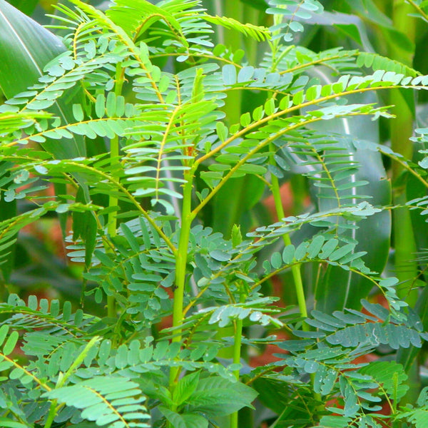 Agathi Keerai Seeds அகத்தி கீரை