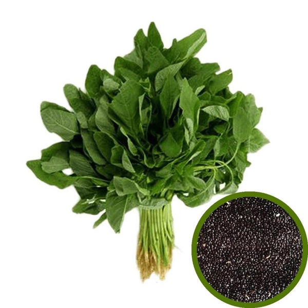 Green Amaranthus Seeds (பச்சை தண்டு கீரை விதை )
