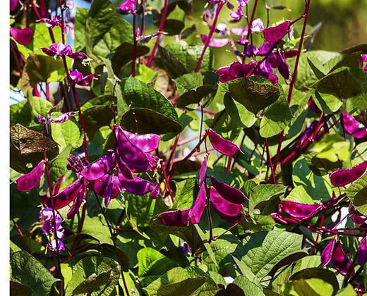 Climbing purple broad beans/ kodi avarai