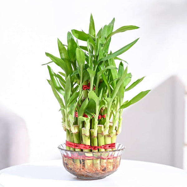 Lucky Bamboo 3 Layer Feng Shui Plant (green color)