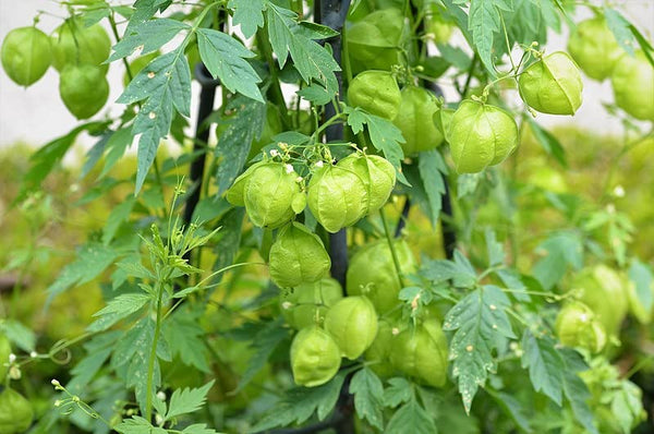 Mudakathan Keerai/Balloon vine (முடக்கத்தான் கீரை)