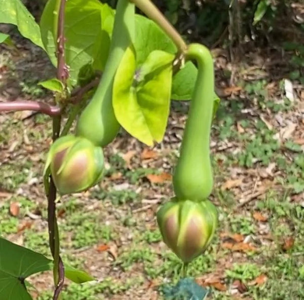 Mookuthi avarai Seed ( மூக்குத்தி அவரை விதை ) Clove Beans | பச்சை மூக்குத்தி அவரை