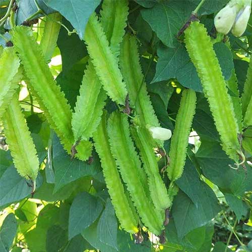 Buy சிறகு அவரை Winged Beans