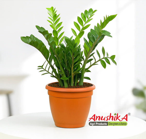 Zamioculcas zamiifolia-ZZ Plant Plant